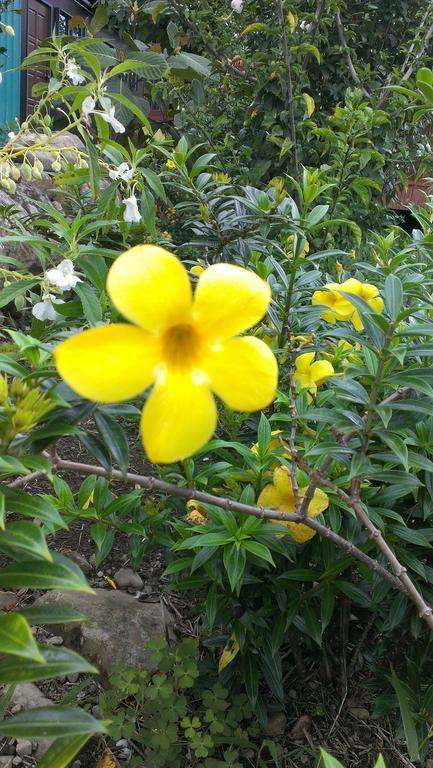 Kinabalu Poring Vacation Lodge Kampung Poring 외부 사진